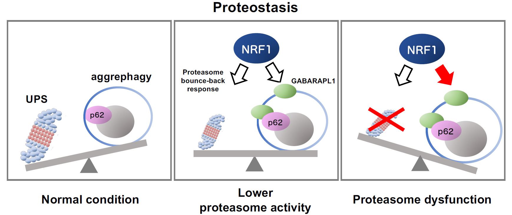 Image Proteostasis